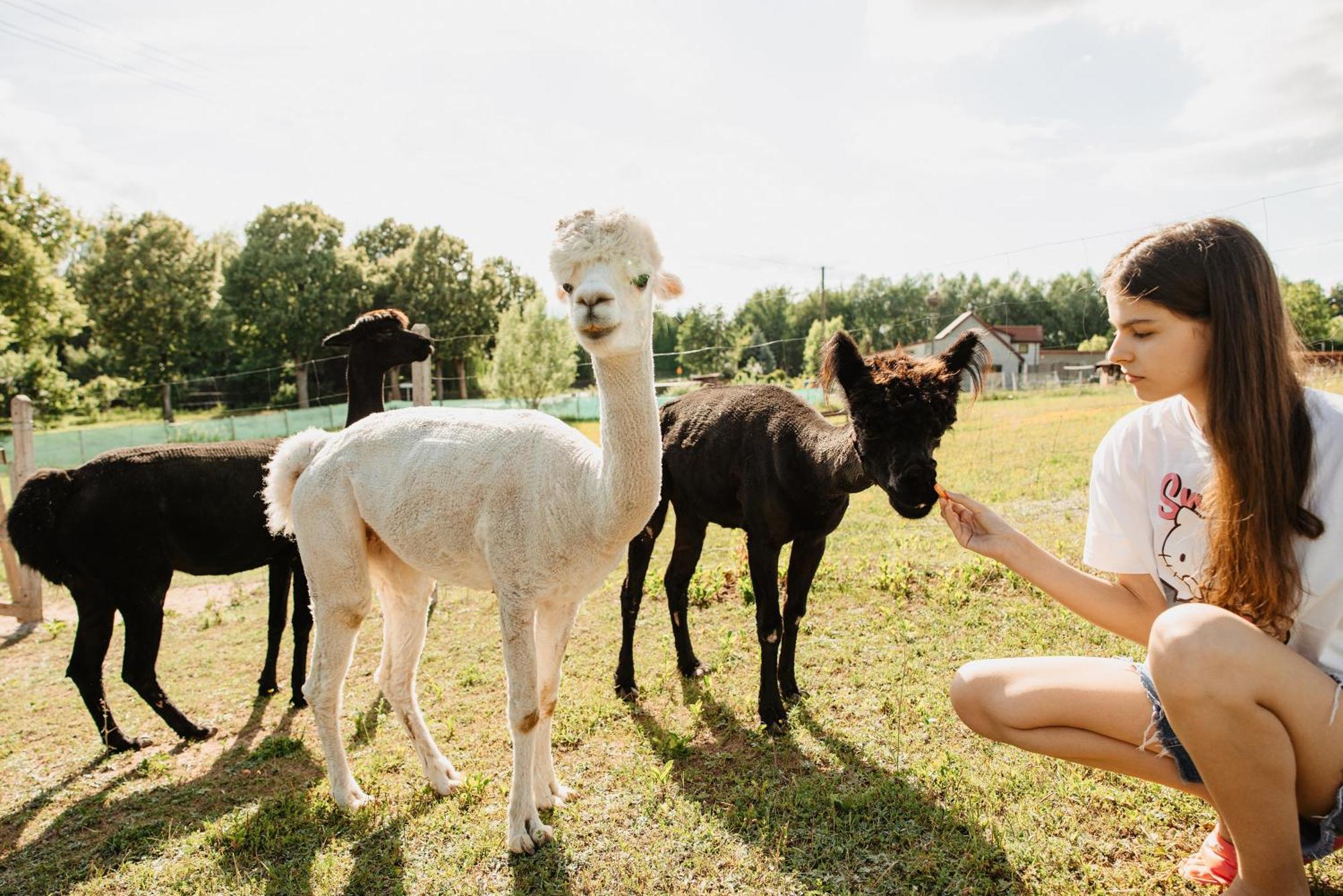 Gospodarstwo Agroturystyczne Z Basenem & Spa I Alpakami Ełk Exterior foto